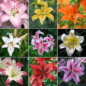 Lovely Lilies